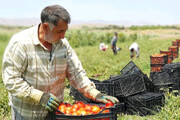 کشاورزان خسارت دیده از خشکسالی کمک مالی دریافت می کنند