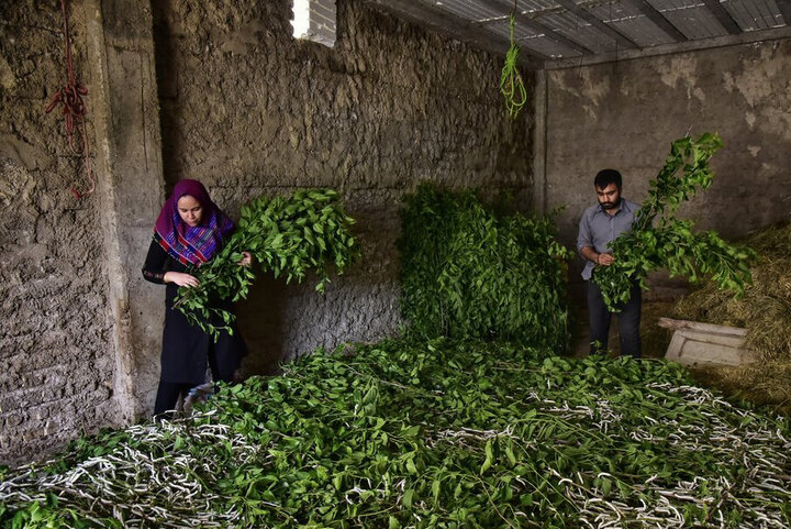 ۲۵۰۰ تن پیله ابریشم در گلستان تولید شده است 