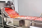 کهگیلویه و بویراحمد نیازمند راه اندازی کارخانه رب گوجه است