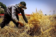 خرید تضمینی ۱۳۳هزار و ۳۲۶ تُن گندم در استان تهران