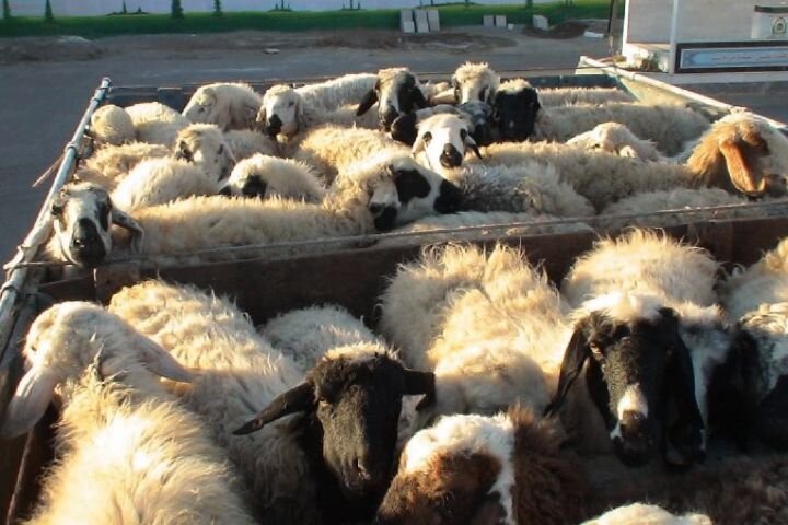  اجرای پروژه گوسفندداری یک‌هزار راسی در بابل