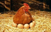 مشکلی برای تأمین مرغ و تخم‌مرغ نداریم؛ گرانی هست کمبود نه