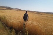 افزایش قیمت نهاده‌های کشاورزی موجب عقب‌گرد کردستان در تولیدگندم می‌شود