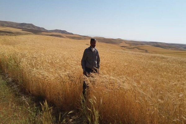 افزایش قیمت نهاده‌های کشاورزی موجب عقب‌گرد کردستان در تولیدگندم می‌شود
