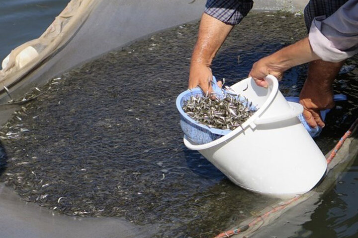 رهاسازی بیش از ۴۲ میلیون قطعه بچه ماهی استخوانی در آب‌های گلستان