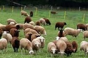 اصلاح نژاد دام؛ پرورش گوسفندهای شیری و گوشتی