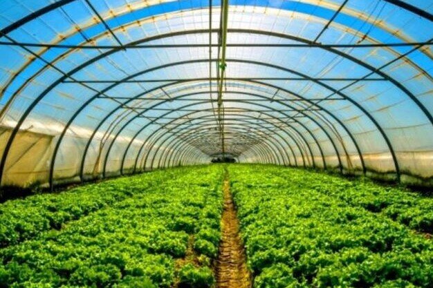 ۱۱۰ هکتار گلخانه جدید در استان بوشهر اجرا می‌شود