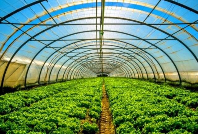 سرمایه‌گذاری ۱۸ هزار میلیارد ریالی در گلخانه‌های منطقه آزاد ارس