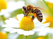 سمپاشی بی رویه باغات؛ مهمترین عامل تلفات در زنبورستانهای کشور