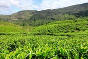 افزایش ۱۶ درصدی برداشت چای از باغات شمال