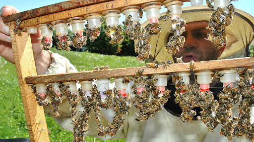 ملکه های قاچاق بحران ساز می شوند/ بحران جدی اصلاح زنبور عسل در کشور