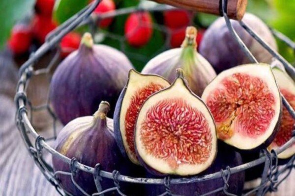 ایران؛ در جایگاه نخست صادرات میوه انجیر