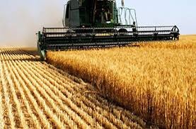 اروپا و امریکا ۸۳ درصد صادرات گندم دنیا را دارند