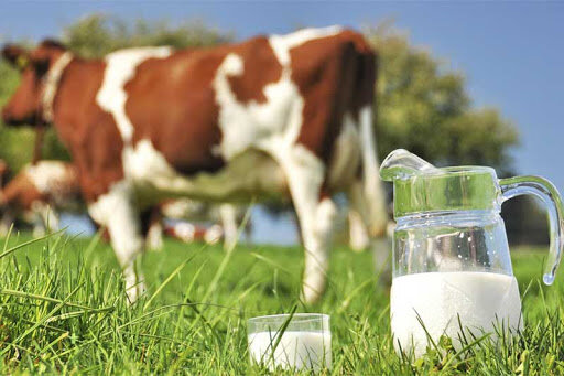 تولید ١,٩ میلیون تن شیر گاو در دامداری‌های کشور در بهار