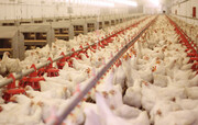 تولید مرغ در گلستان ۶ درصد افزایش داشت/ ۱۱ میلیون جوجه‌ریزی در ماه