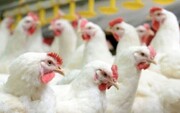 تولید ماهانه ۲۲۰ هزار تن گوشت مرغ در کشور