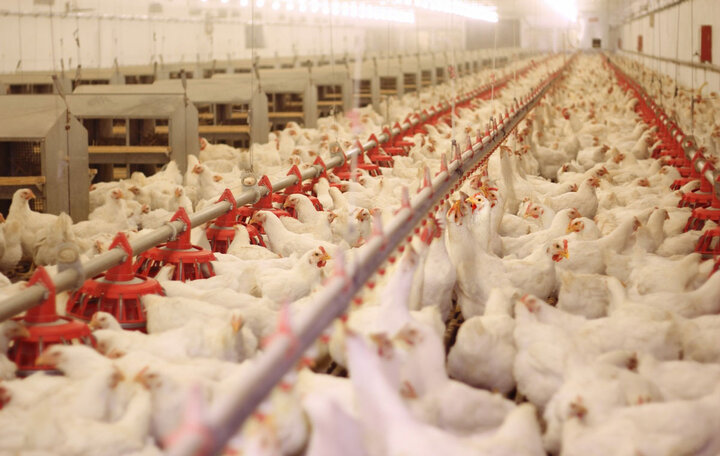 احداث واحد تولیدی یک میلیون قطعه ای مرغ گوشتی در البرز 