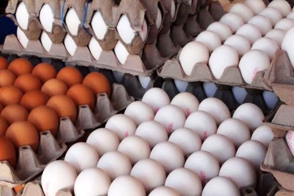 افزایش ۴۰ تا ۵۰ درصدی نرخ تخم مرغ در همدان 