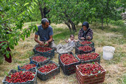 ۳۴۷ هزار تُن انواع میوه‌های دانه‌دار از باغات تهران برداشت شد