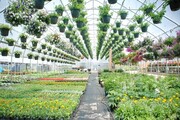 اشتغالزایی برای ۹۱۰ نفر با توسعه گلخانه ها در کهگیلویه و بویراحمد