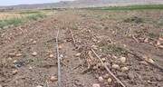 تولید ۱۰۰۰ تن سیب‌زمینی در شهرستان مرزی اصلاندوز مغان