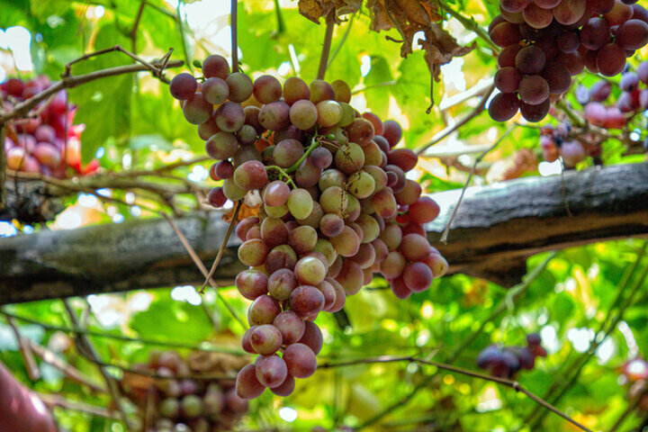 پیش بینی برداشت ۱۷ هزار تن انگور در قم/ خسارت تگرگ و آفت