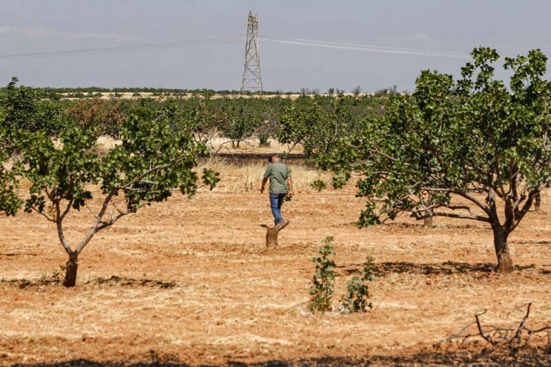 شرایط اقلیمی منجر به تغییر الگوی کشت‌ شد | تبدیل گندم‌زارها به باغ
