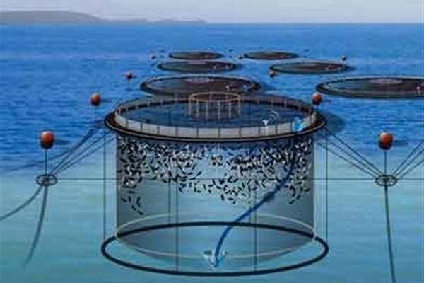 پرورش ماهی سی باس با شیوه‌های خلاقانه و نوین| ۵۰ قفس در آب‌های استان بوشهر نصب شد