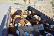 افزایش قاچاق دام از مرزهای غربی/ نرخ گوسفند زنده در بازار عراق ۲ برابر قیمت داخلی