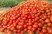گوجه گران شد| اعتصاب رانندگان قیمت گوجه فرنگی را صعودی کرد!