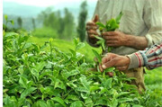 صادرات چای ایرانی به ۱۲ کشور جهان