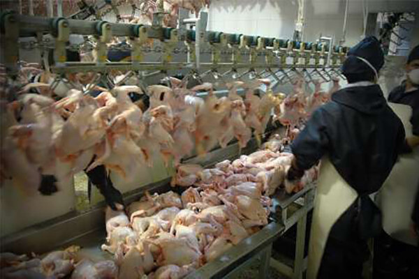 ۳۰۰ تن مرغ منجمد در سطح استان سمنان توزیع شد