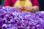۹۴ درصد تولید زعفران دنیا در ایران است