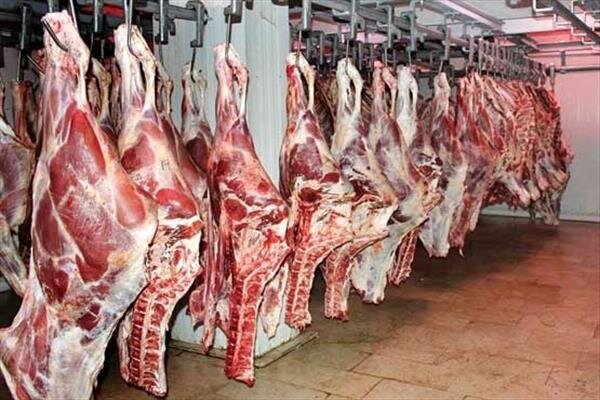 خرید گوشت گوساله منجمد از دامداران قم به قیمت هر کیلوگرم ۷۰ هزار تومان