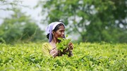 نوش داروی کشاورزی برای  احیای اقتصاد کرونا زده هند
