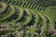 توسعه باغات در اراضی شیب‌دار خراسان شمالی به‌کندی پیش می‌رود