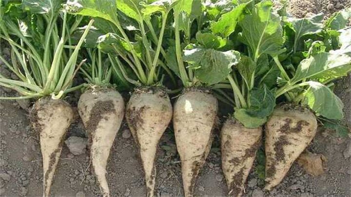 رشد ۲۰ برابری کشت پاییزه چغندرقند در کشور