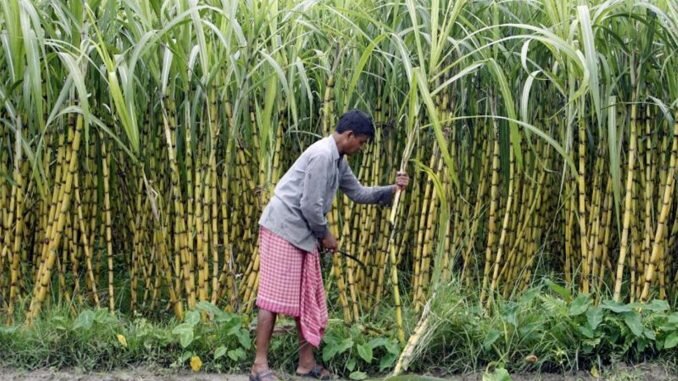 هندوستان صدر نشین تولیدکنندگان شکر در جهان