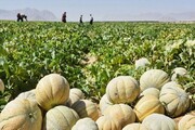 کشت طالبی در ۱۲۰۰ هکتار از زمین‌های کشاورزی قم