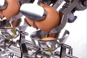 تقاضا برای تخم مرغ های سالم، بازار ماشین آلات فرآوری را رونق می دهد