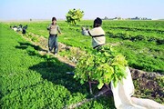کشاورزی یزد گرفتار در اقلیم خشک؛ فعالیت دامپروری تحت تاثیر مسائل اقتصادی