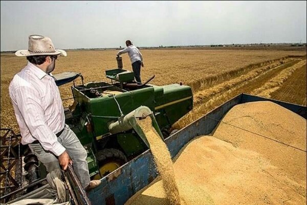 ۷۴ درصد بهای گندم خریداری شده به حساب کشاورزان کردستانی واریز شد
