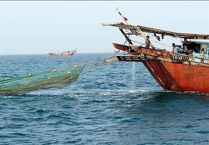 ۵۲۰ تن میگو در آب‌های خلیج فارس استان بوشهر صید شده است