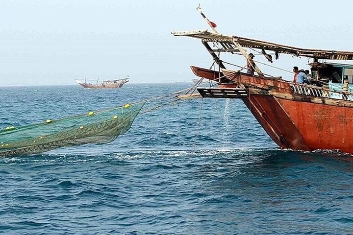 پیشبینی افزایش ۳۰۰ تنی صید میگو در استان بوشهر پیشبینی افزایش ۳۰۰ تنی صید میگو در استان بوشهر