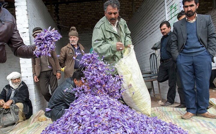 «خرید تضمینی» زعفران‌کاران را به‌زحمت انداخت؛ سیر تا پیاز بدهی دولت به کشاورزان