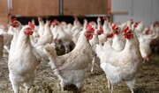 نژاد پُرخور مرغ، جایگزین مرغهای تحریم شده/  پیش بینی افزایش ۲۵ درصدی مصرف دان