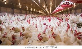 تقاضای مرغ در دنیا رشد خواهد کرد+ جدول