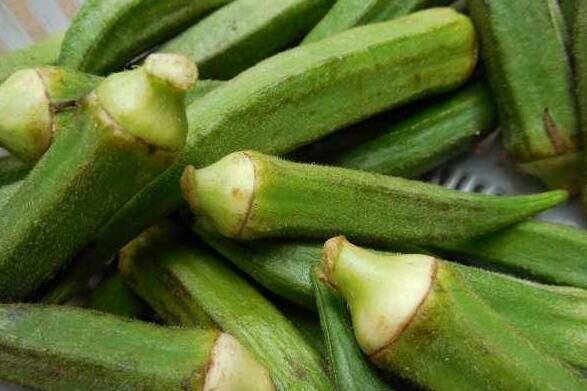 رونق تولید بامیه در شهرستان بدره رونق تولید بامیه در شهرستان بدره