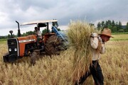 خرید تضمینی ۱۲۵ هزار تن گندم از کشاورزان تهران