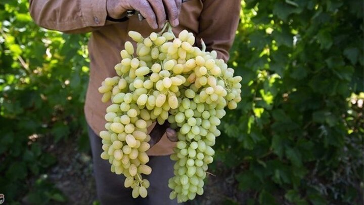 ۷۰ درصد انگور استان قزوین به کشمش تبدیل می‌شود